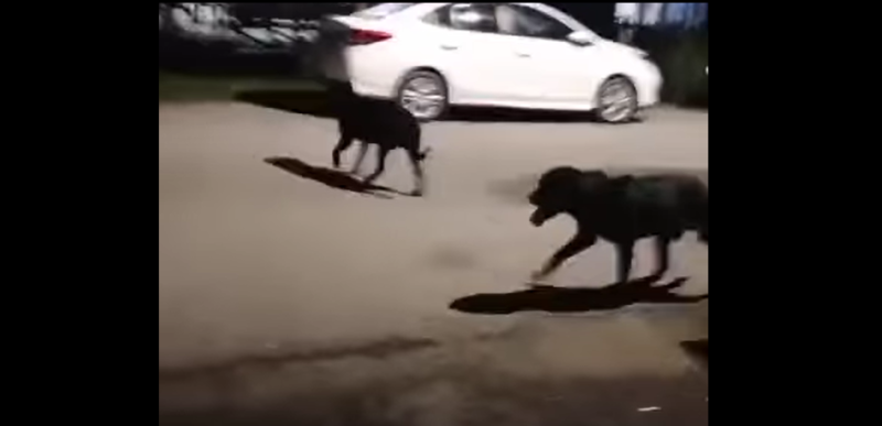 Convenience store worker terminated for pouring hot water on stray