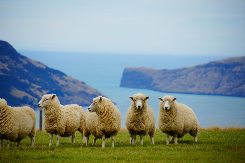Thousands of sheep drown as Sudan ship sinks