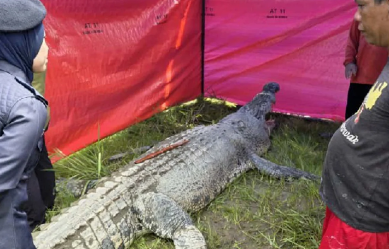 Human head and jaw among body parts found in crocodile’s stomach