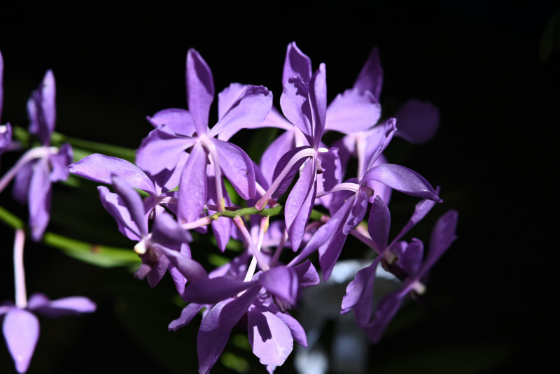 In bloom: varieties on display at Penang’s Orchid Festival  