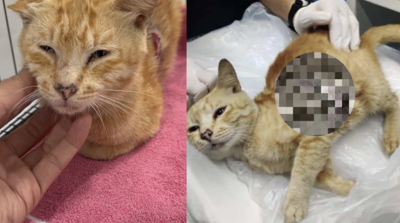 Elmina crash: rescued ginger cat dies