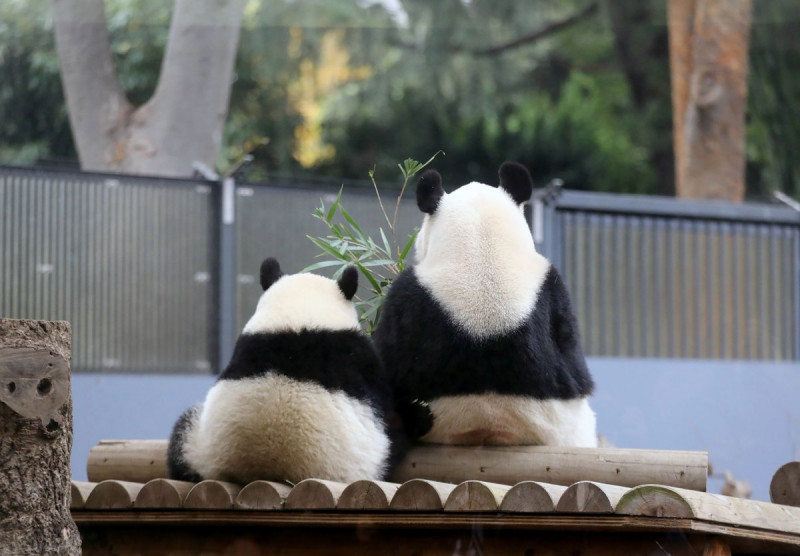 Tokyo panda’s possible pregnancy delivers stocks bump