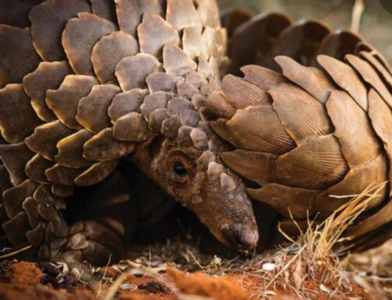 Sabah pangolin poaching bust: when will it be taken to court?