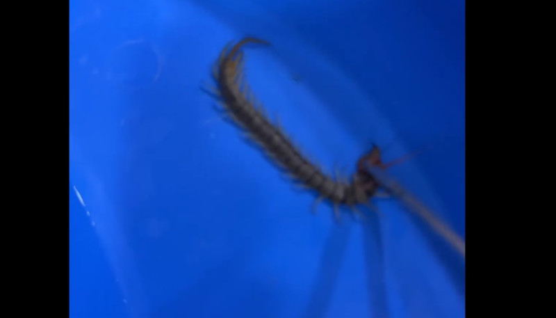 Elderly woman shocked to find centipede in her ear