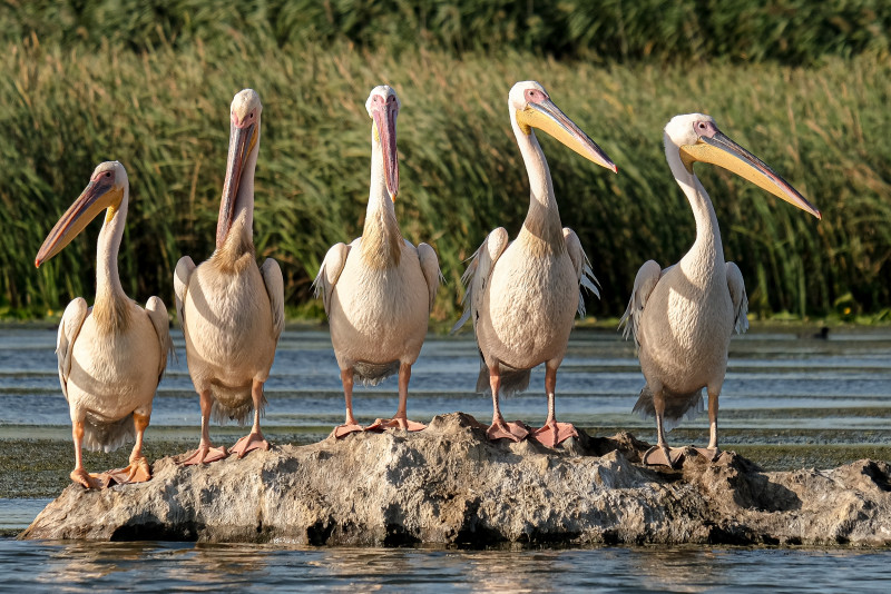 Bird flu kills 750 pelicans in Senegal