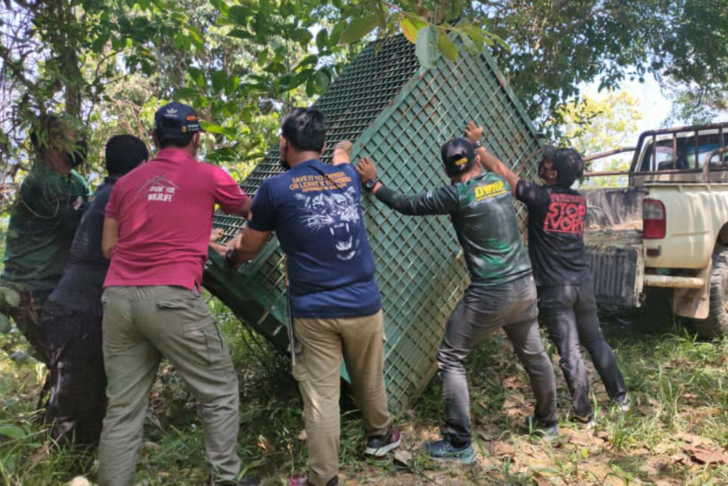 Viral video of hurt sun bear not due to logging, claims Perhilitan