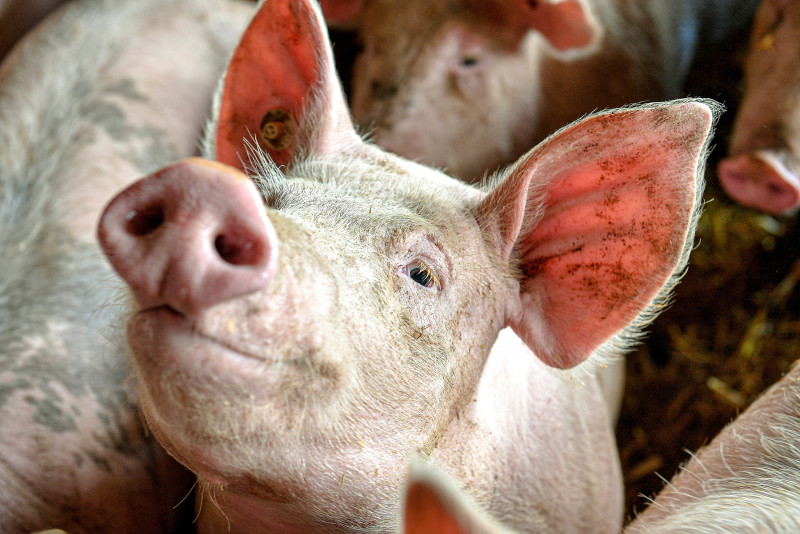 Authorities detect African swine fever in Sg Bakap pig farm