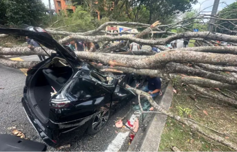 Two women in car injured by falling tree in Shah Alam