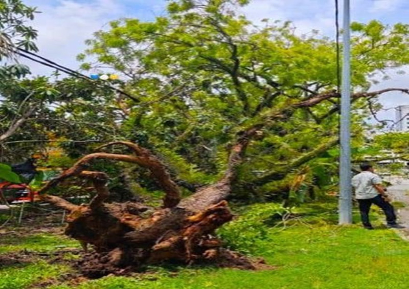 MBPP: No choice but to fell dangerous, rotting trees