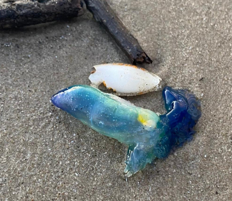 Portuguese man o’ war found in Sarawak waters