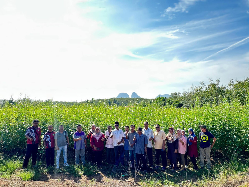 Chuping Kenaf Valley now among leading attractions in Perlis