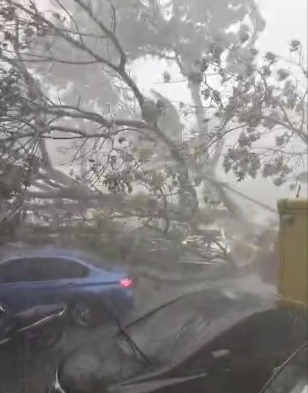 Storm uproots trees in Puchong, damaging 7 cars
