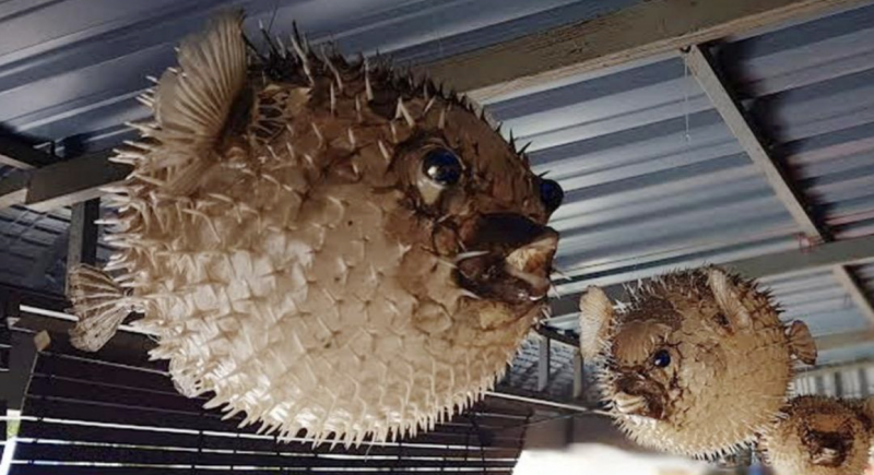 Puffer fish poisoning: probe papers sent to DPP in May, says Johor exco