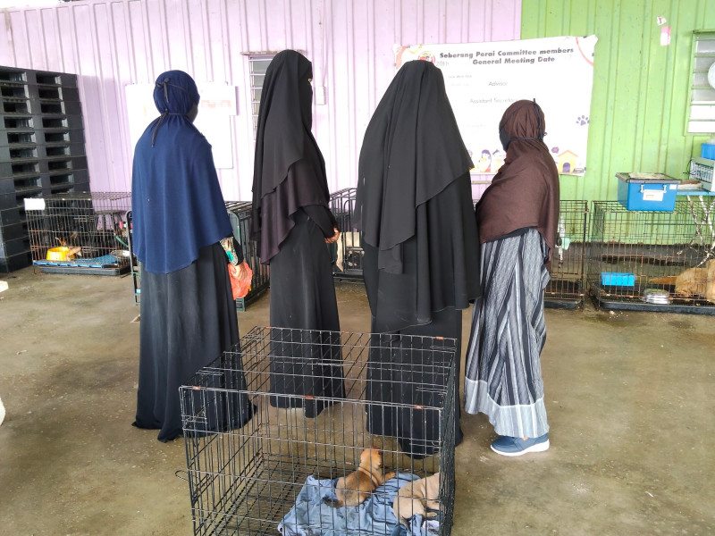 Four Malay women drive from Kuala Kangsar to SPCA Seberang Perai to drop off rescued puppies