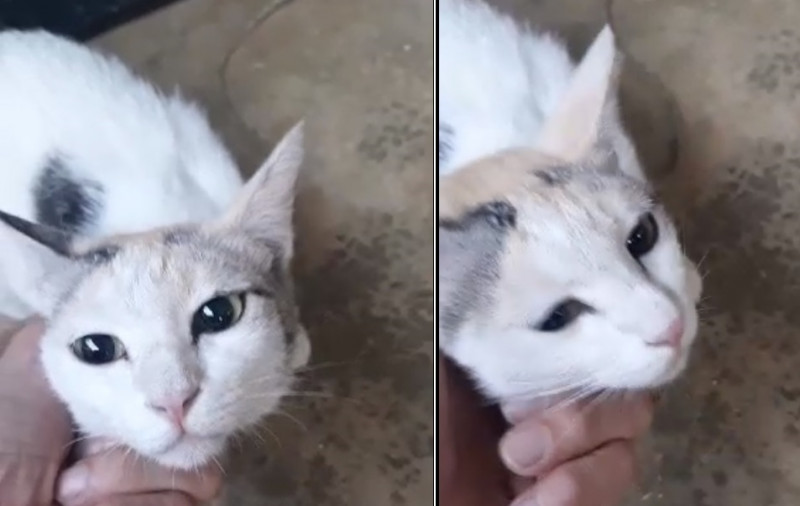 I was only trying to save the cat, says businessman accused of animal cruelty