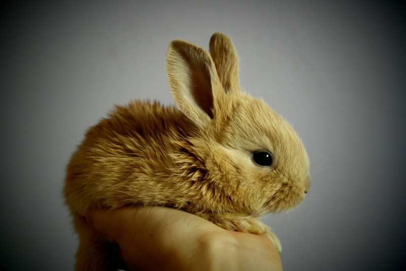 Trader faces up to three years jail for starving pet rabbit to death