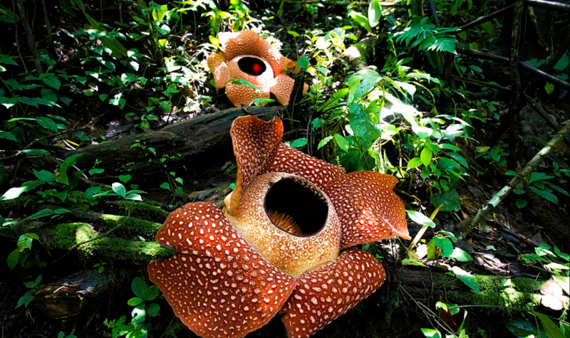 No colonial roots in Rafflesia’s scientific name, Expert says