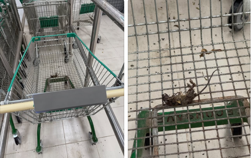 Customer finds rat carcass on shopping trolley, droppings on supermarket floor
