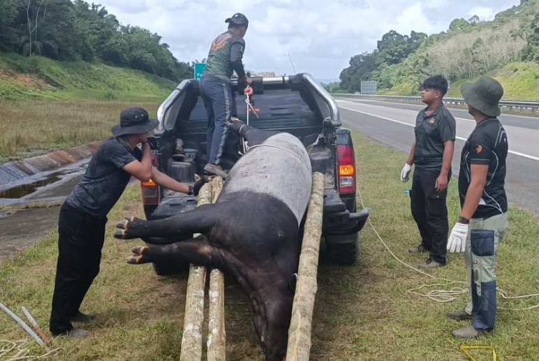 Motorcyclist dies after crashing into tapir at LPT2