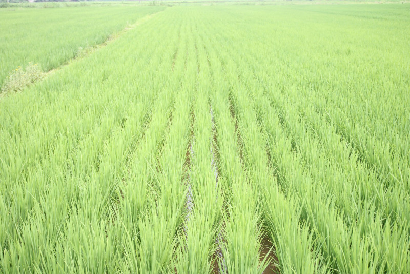 Sabah govt backs revival of state paddy board 