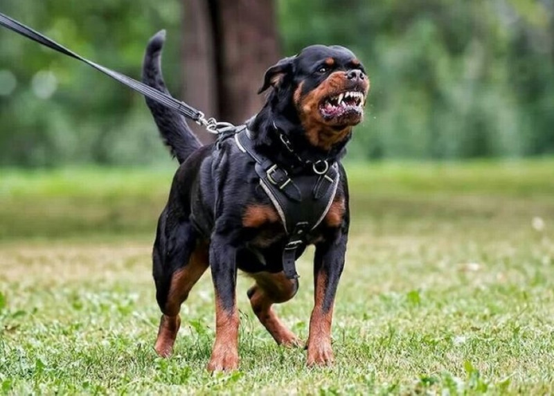 Kedah to draft new guidelines on restriction of aggressive dog breeds 