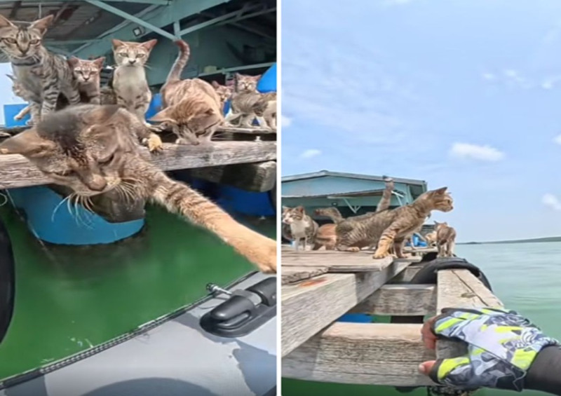 Rescue efforts ongoing after fisherman finds cats abandoned off Pulau Ketam (video)