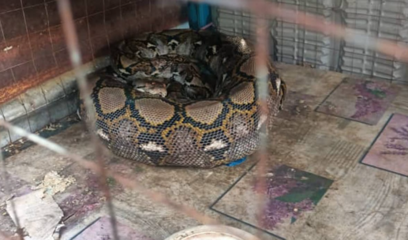 "I could not bear watching the python vomit my two pet kittens"