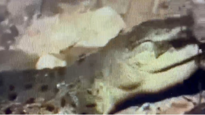 Port Dickson: Video of crocodile eating what is believed to be a dog goes viral (video)