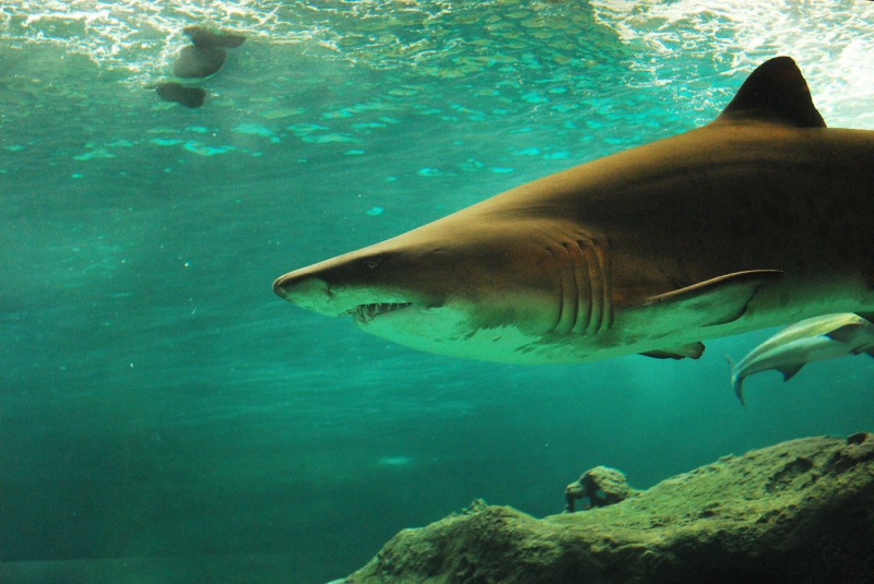Third fatal shark attack in three weeks raises concerns along Australia’s coastline