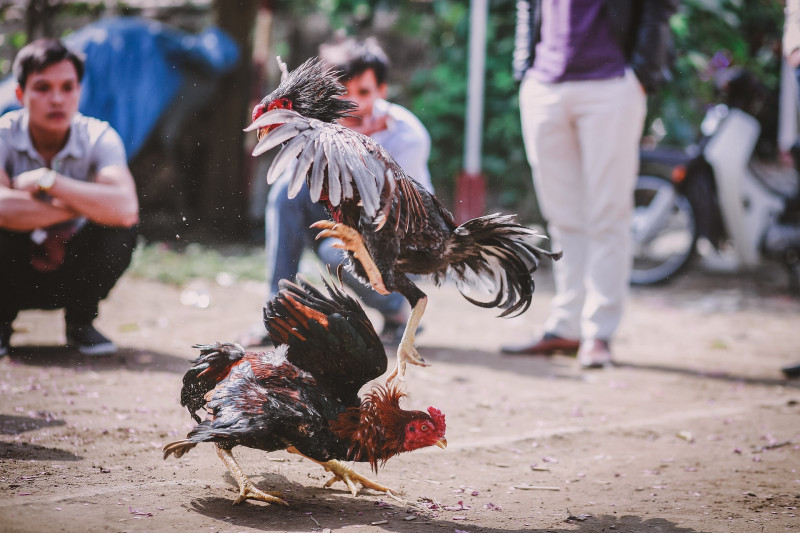 Cockfighting event broken up in Labuan, 4 remanded
