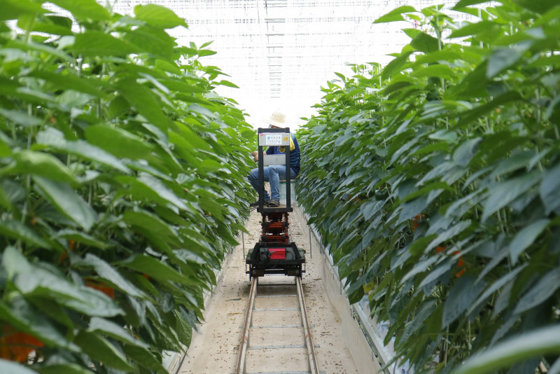 S. Korea to inject 387 bil won into smart farm project