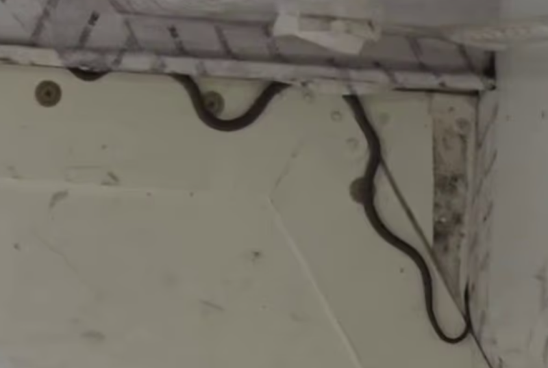 Snake on plane delays flight in Australia