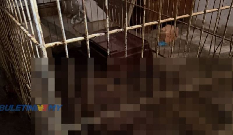 Dog, cat carcasses found at unmanaged veterinary clinic