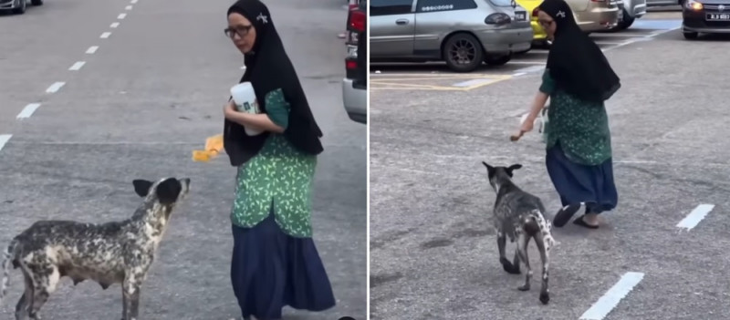 Makcik’s kind act of feeding stray dog wins praise and admiration
