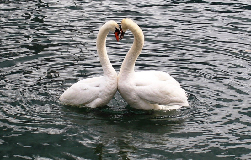 Swan Late: mourning bird holds up German trains