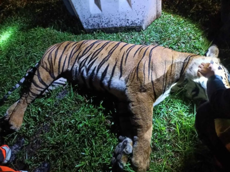Endangered Malayan tiger killed while crossing highway