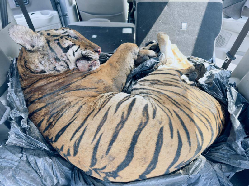 Trio get seven years jail, RM250k for possessing dead female tiger