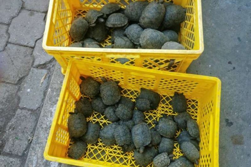 Ecuador policeman held over 185 baby tortoises in suitcase