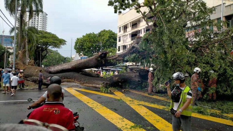 Penang to use new technology to detect unstable trees