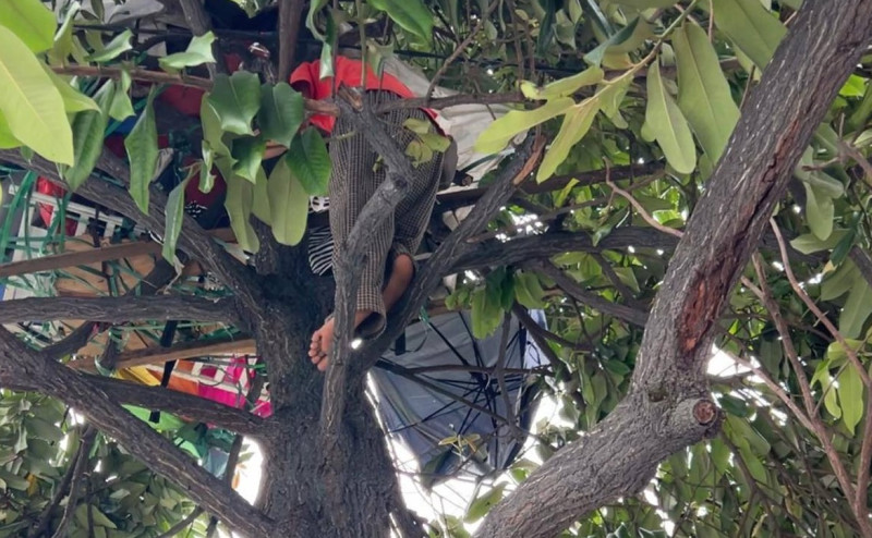 Rising rental rates force man to live in tree for the last 6 months