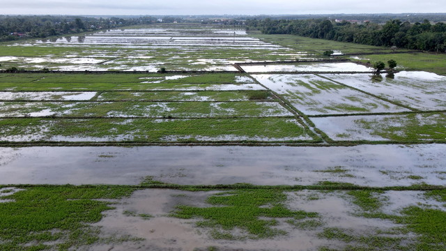 After floods, over 1,000 K’tan padi farmers suffer RM26 mil losses