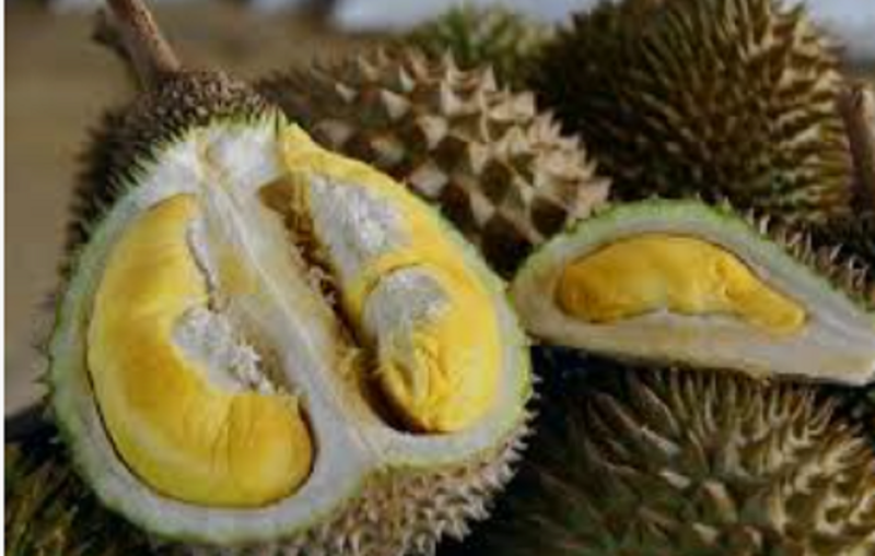 Tupai King emerges as Malaysia’s most exclusive durian, fetching RM130 per kilo