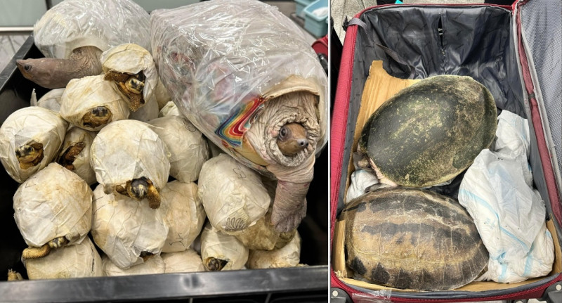 Malaysian caught smuggling 63 live turtles into Hong Kong