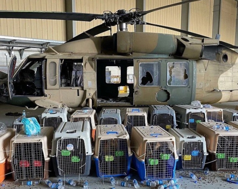 US denies abandoning dogs at Kabul airport