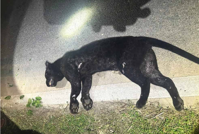 Panther killed along Jalan Tampin-Kuala Pilah stretch