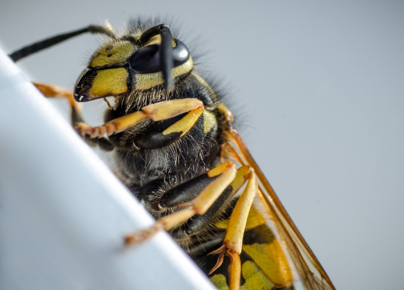 Year 5 boy dies from wasp sting in Dungun