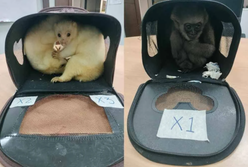 Attempt to smuggle several species of wildlife to India foiled