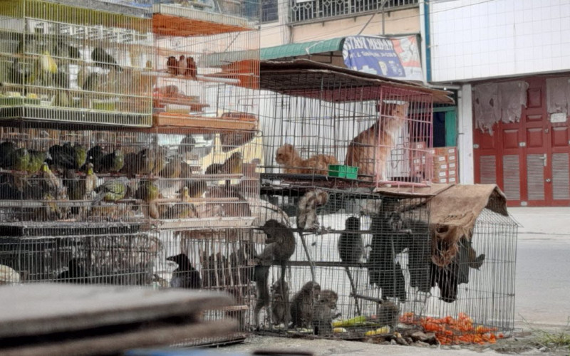WHO urges ban on sale of live wild mammals in food markets