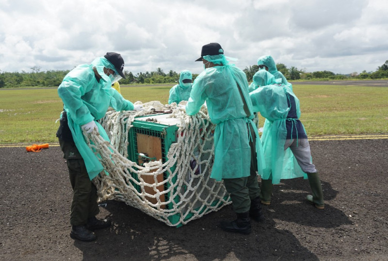 Ape escape: Indonesian orangutans airlifted back to the wild