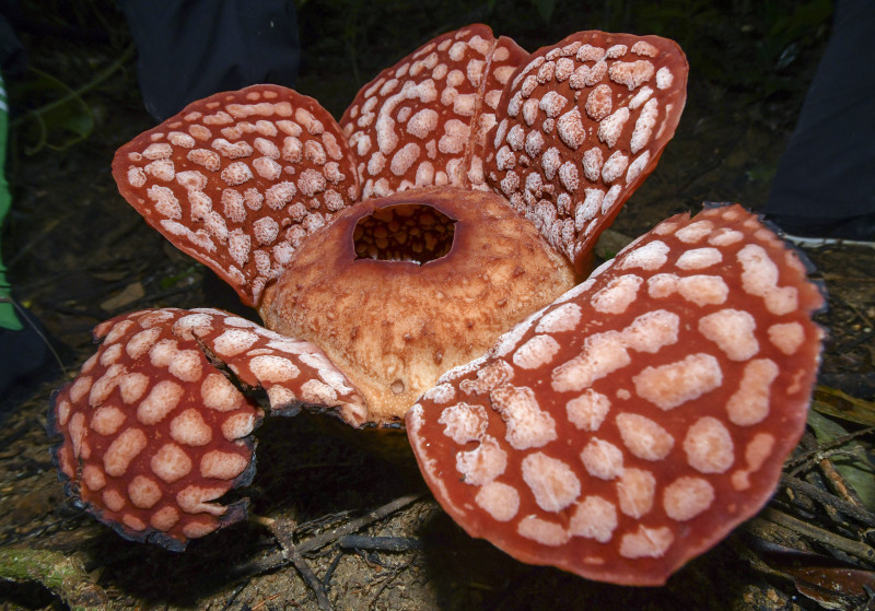 Rafflesia sanctuary in Tasik Kenyir levelled: MNS